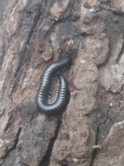 Ommatoiulus moreleti