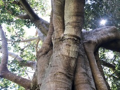 Ficus rubiginosa