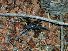 Antrodiaetus