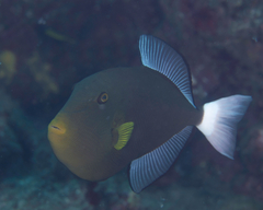 Melichthys vidua
