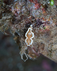 Glossodoris rufomarginata