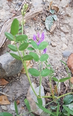 Astragalus laxmannii