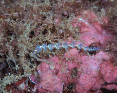 Pteraeolidia semperi