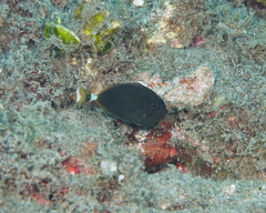 Acanthuridae