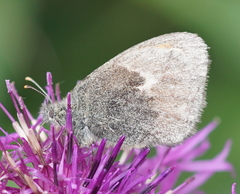 Coenonympha