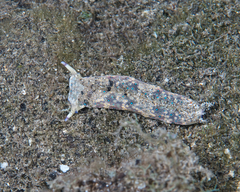 Plakobranchus ocellatus