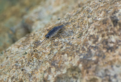 Ligia exotica