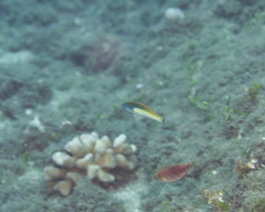 Pseudojuloides cerasinus