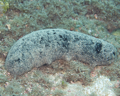 Holothuria whitmaei