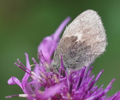 Coenonympha