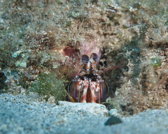 Odontodactylus brevirostris