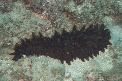 Stichopus pseudohorrens