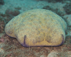 Culcita novaeguineae