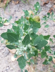 Chenopodium karoi