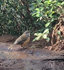 Pterorhinus pectoralis