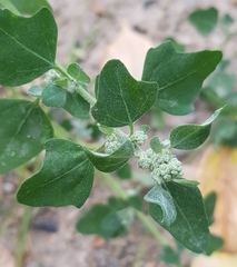 Chenopodium karoi