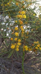 Acacia