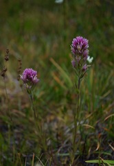 Castilleja lassenensis