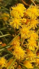 Acacia