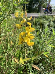 Crotalaria trichotoma
