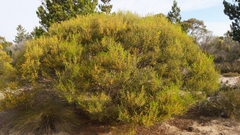 Acacia
