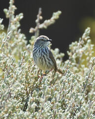 Prinia maculosa