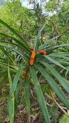 Freycinetia
