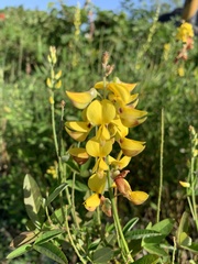 Crotalaria trichotoma