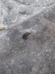 Tenebrionoidea