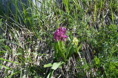 Dactylorhiza
