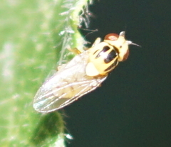 Thaumatomyia