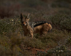 Lupulella mesomelas mesomelas