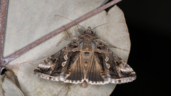 Chrysodeixis argentifera