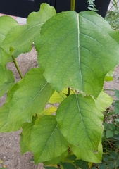 Populus laurifolia