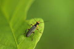 Cantharis nigricans