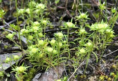 Siloxerus multiflorus