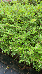 Phyllanthus myrtifolius