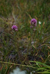 Castilleja lassenensis