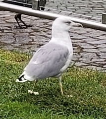 Larus