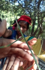 Schizocephala bicornis