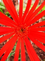 Gerbera jamesonii