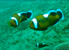 Amphiprion polymnus