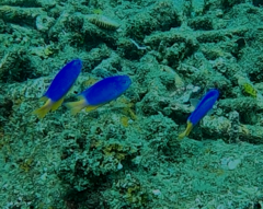 Pomacentrus coelestis