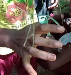 Schizocephala bicornis