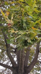 Platanus orientalis