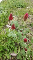Trifolium incarnatum