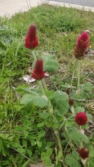 Trifolium incarnatum