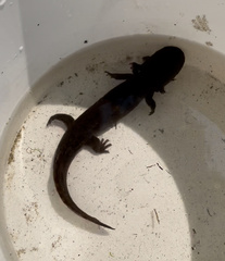 Dicamptodon tenebrosus