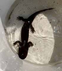 Dicamptodon tenebrosus