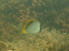 Chaetodon lineolatus